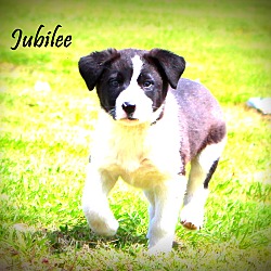 Thumbnail photo of Jubilee~adopted! #2