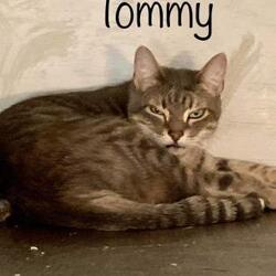 Thumbnail photo of Tommy(bonded to Caesar) #3