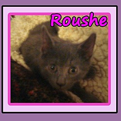 Photo of Roushe
