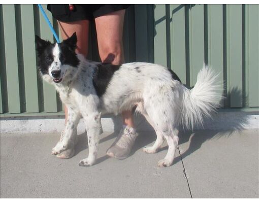 Border Collie Rescue Dogs for Adoption near Louisville, Kentucky, PetCurious