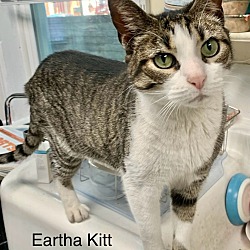 Photo of Eartha Kitt