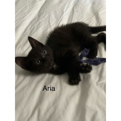 Photo of aria