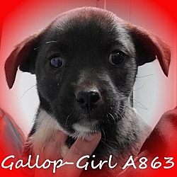 Thumbnail photo of Zola AKA Gallop Girl A863 #3