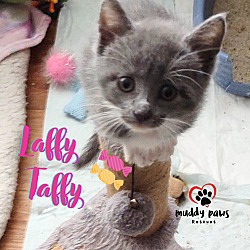 Thumbnail photo of Jelly Belly Litter:  Laffy Taffy #1