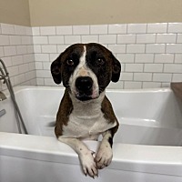 adopt a pet