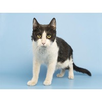 adopt-pet