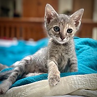 adopt a pet