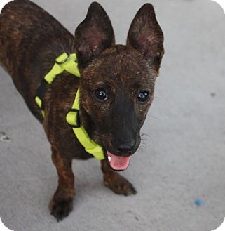 brindle pharaoh hound