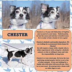 Thumbnail photo of Chester #2