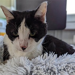 Photo of LOKI