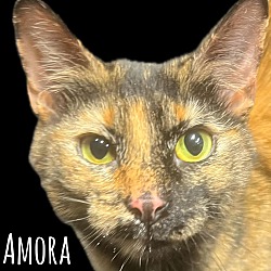 Thumbnail photo of Amora #1