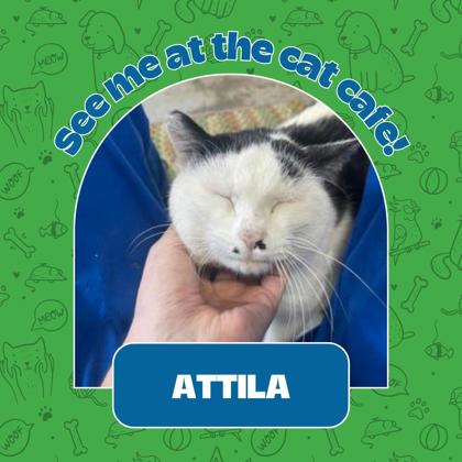 Photo of Attila