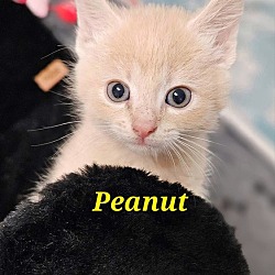 Photo of Olives : Peanut