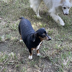 Thumbnail photo of Molly (dachshund) - Marvelous Pup! #3