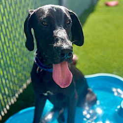 Thumbnail photo of Sage-Beautiful Great Dane! #1