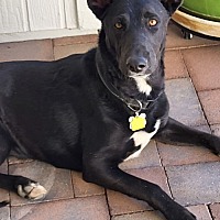 adopt a pet