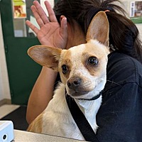 adopt a pet