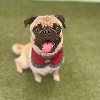 adopt a pet