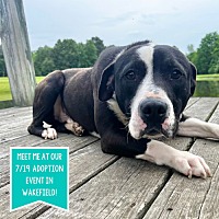adopt a pet