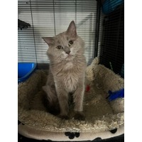 adopt-pet