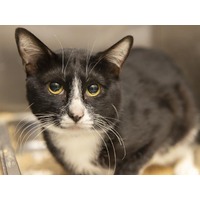 adopt-pet