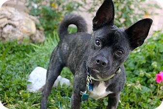 french bulldog mix adoption