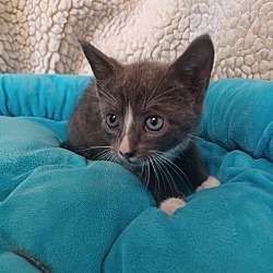 Photo of Olivia-adoption pending