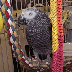 Photo of Koko