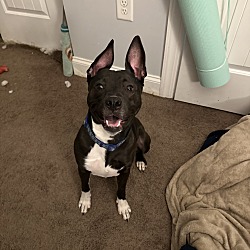 Photo of Luna