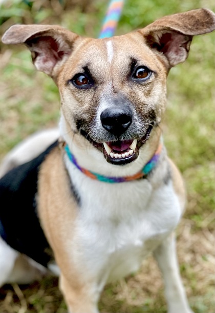 Adopt Pricilla a Black Rat Terrier / Beagle / Mixed dog in Anderson ...