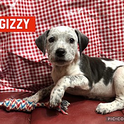 Photo of Gizzy