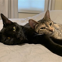 Photo of Saturn and Fanny Mae (Bonded Pair)