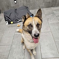 adopt a pet