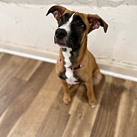adopt a pet