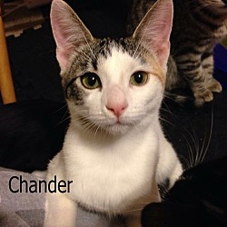 Thumbnail photo of Chander #3