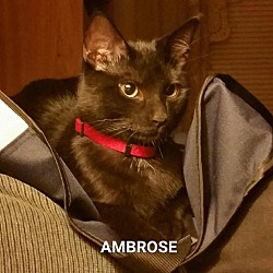 Thumbnail photo of Ambrose #1