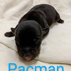 Thumbnail photo of Pacman #3