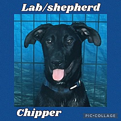 Photo of Chipper