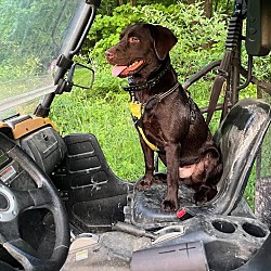 Photo of Moose
