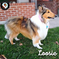 Thumbnail photo of Loosie #2