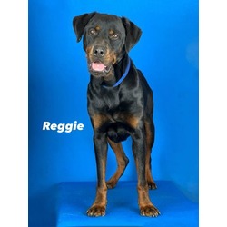 Photo of Reggie