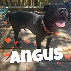 Thumbnail photo of Angus #2