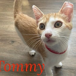 Thumbnail photo of Tommy #1