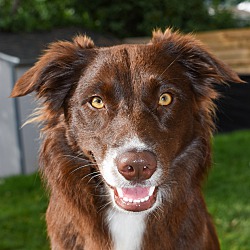 Thumbnail photo of Juno - chocolate Border Collie #3