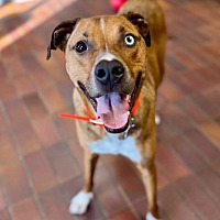 adopt a pet