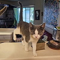 adopt a pet
