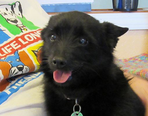 when should i spay or neuter my schipperke