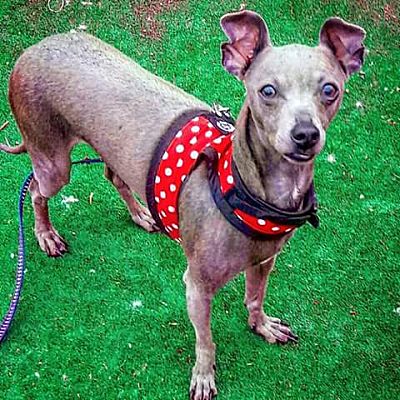 Las Vegas, NV - Italian Greyhound. Meet Egon-Sanctuary a Pet for ...