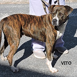 Thumbnail photo of Vito #2