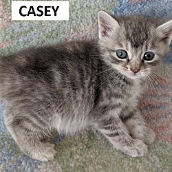 Photo of CASEY